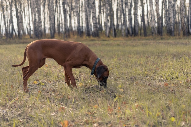 Foto een jachthond volgt het spoor van het dier. rhodesian ridgeback in het herfstbos. hondenras op jacht