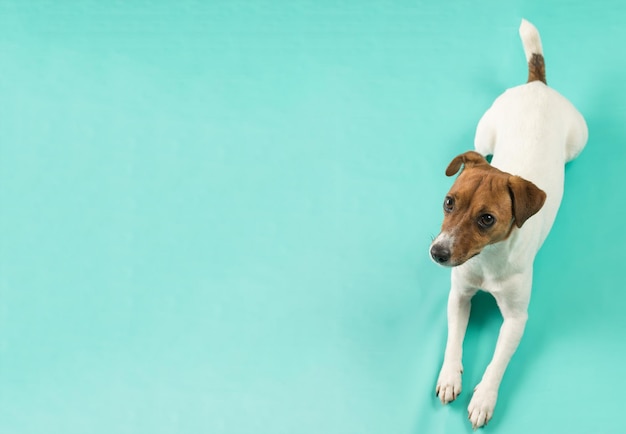 Een Jack Russell terrier die op een turquoise achtergrond ligt Een plaats voor de tekst