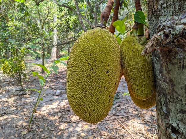 Een jackfruitboom