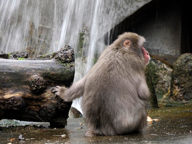 Een Japanse makak-aap bij een waterval