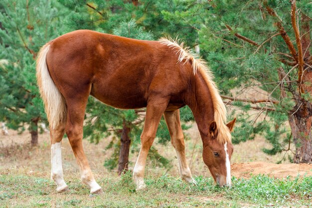 Een jong bruin veulen eet gras in een veld bij dennenbomen