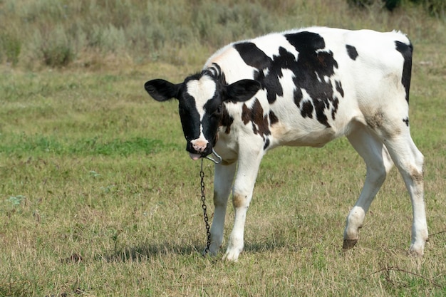 Een jong kalf graast in een open weiland Een koe aangelijnd aan de ketting in een ecologisch schoon gebied Binnenlandse particuliere veeteelt