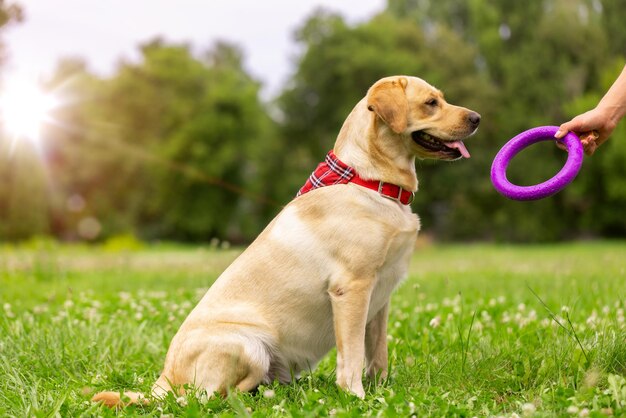 Een jong meisje speelt met een speelgoedring met een labradorhond op het gras