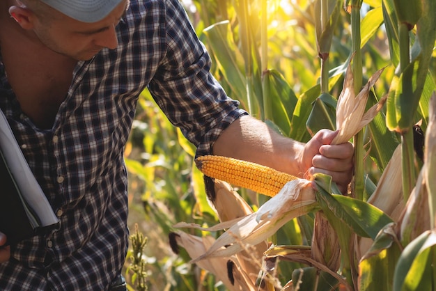 Een jonge agronoom inspecteert de kwaliteit van de maïsoogst op landbouwgrond Boer in een maïsveld op een warme zonnige dag