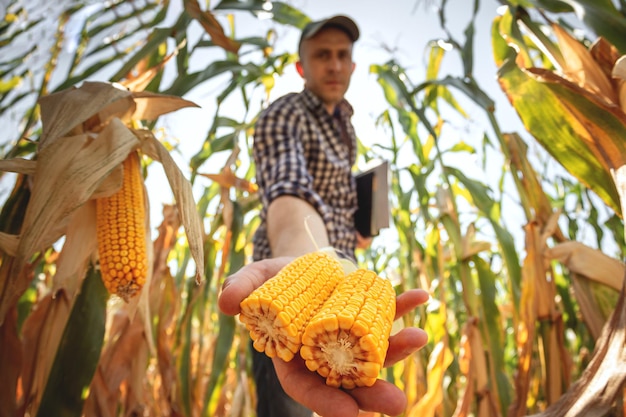 Een jonge agronoom inspecteert de kwaliteit van de maïsoogst op landbouwgrond Boer in een maïsveld op een warme zonnige dag