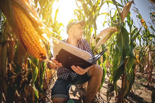 Een jonge agronoom inspecteert de kwaliteit van de maïsoogst op landbouwgrond Boer in een maïsveld op een warme zonnige dag