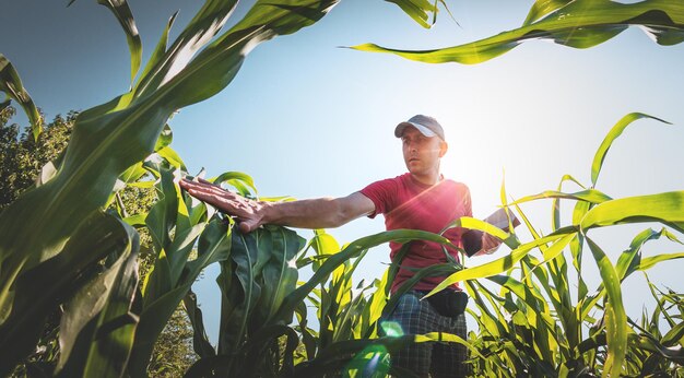 Een jonge agronoom onderzoekt maïskolven op landbouwgrond Boer in een maïsveld op een zonnige dag