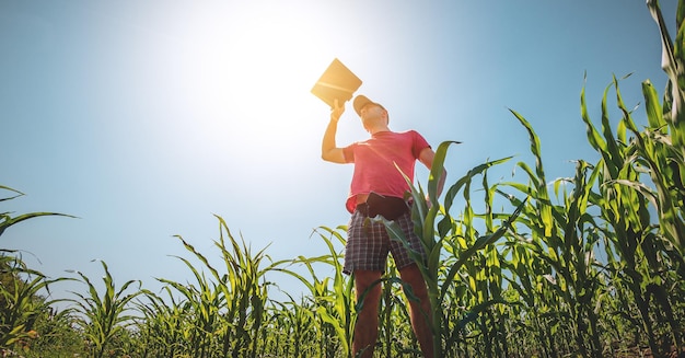 Een jonge agronoom onderzoekt maïskolven op landbouwgrond boer in een maïsveld op een zonnige dag
