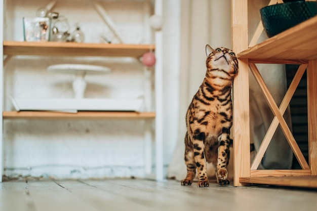 Een jonge Bengaalse kat loopt door de kamer