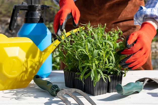 Foto een jonge blanke vrouw in rode rubberen handschoenen transplanteert anjerbloemen van dichtbij