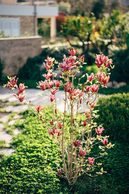 Een jonge, bloeiende magnoliaboom in de tuin met rode bloesems in volle bloei.