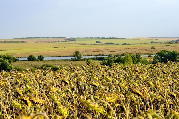 Een jonge blonde man in een wit T-shirt oogst en eet verse zonnebloempitten in het veld