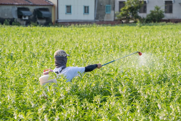 Een jonge boer die pesticiden (landbouwchemicaliën) sproeit op zijn eigen sesamveld