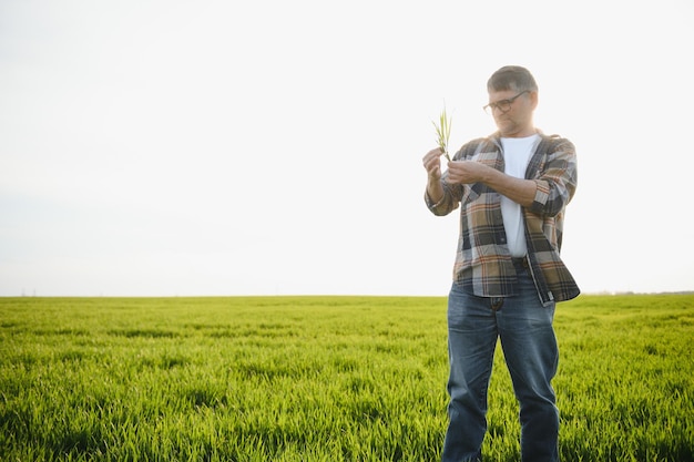 Een jonge boer inspecteert de kwaliteit van tarwekiemen in het veld Het concept van landbouw