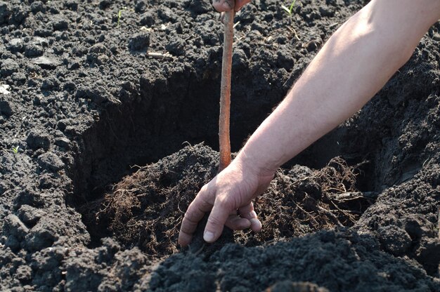 Foto een jonge boom planten