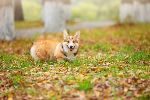 een jonge corgi-hond loopt met zijn baasje in een herfstpark