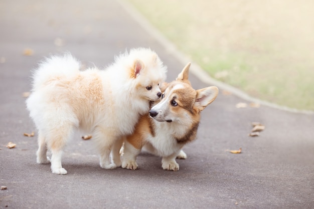 een jonge corgi-hond loopt met zijn baasje in een herfstpark