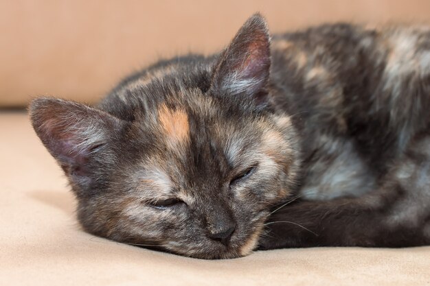 Een jonge driekleuren pluizige kat slaapt op de bank