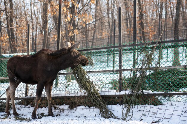 Een jonge eland eet een naaldboom in de dierentuin op een winterdag Vooraanzicht