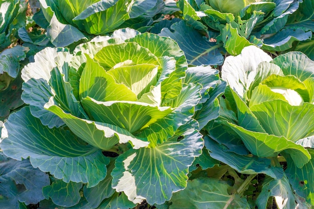 Een jonge en kleine koolrol groeit in een veld