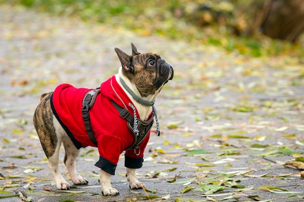 Een jonge Franse Bulldog in een rood jasje loopt in het park...