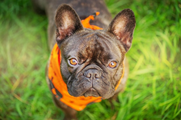 Een jonge franse bulldog staat op het gras en kijkt naar de camera Halloween een hond in een bandana