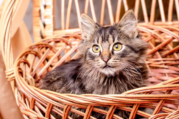 Een jonge gestreepte kat zit in een mand en kijkt zorgvuldig op