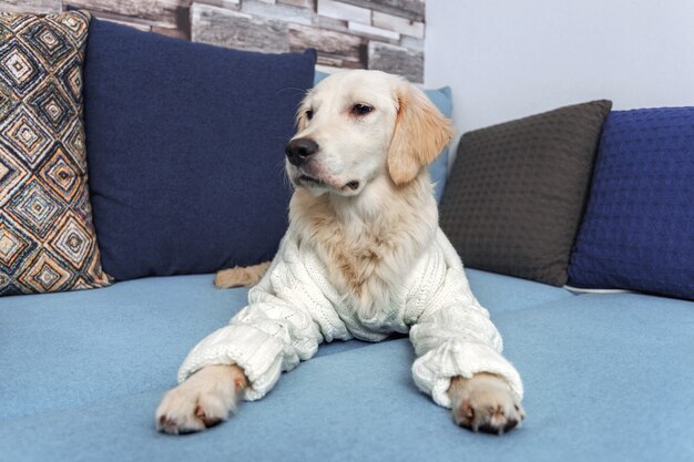 Een jonge golden retrieverhond ligt op de laag