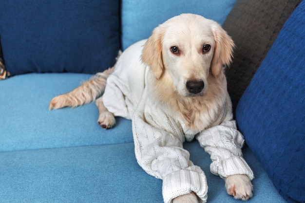 Een jonge golden retrieverhond ligt op de laag