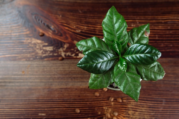 Een jonge groene koffieboomplant in een pot staat op een houten tafel