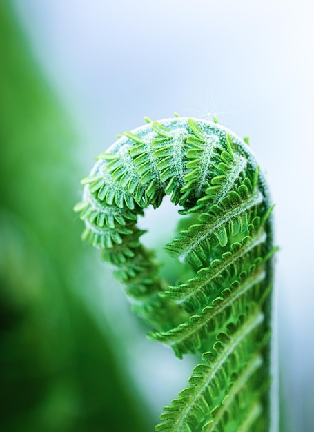 Een jonge groene krulscheut van varen Polypodiophyta close-up Schoonheid van de natuur Lenteseizoen van plantengroei Nieuw leven Groene krullen Selectieve focus Verticale oriëntatie
