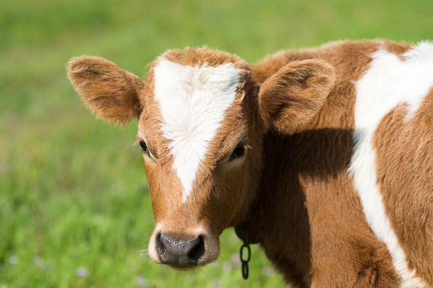 Een jonge grondel graast op een groene weide, bij zonnig weer