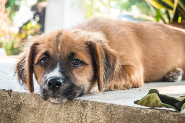 Een jonge hond slapen op de vloer, in de buurt van een boom.