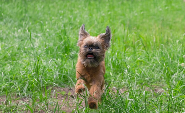 Een jonge hond van het Brusselse Griffon-ras die speels in het groene gras rent