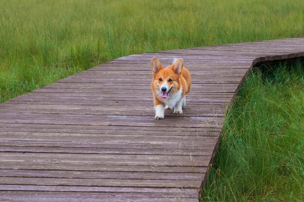 Een jonge hond van het ras welsh corgi pembroke, een puppy, loopt op een zomerdag langs een houten pad over het gras.