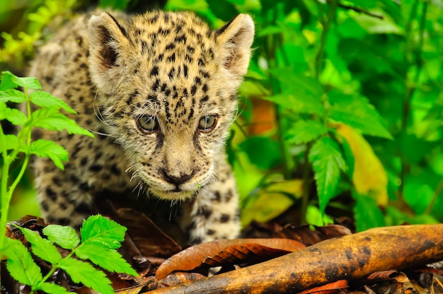 Een jonge jaguar in het gras