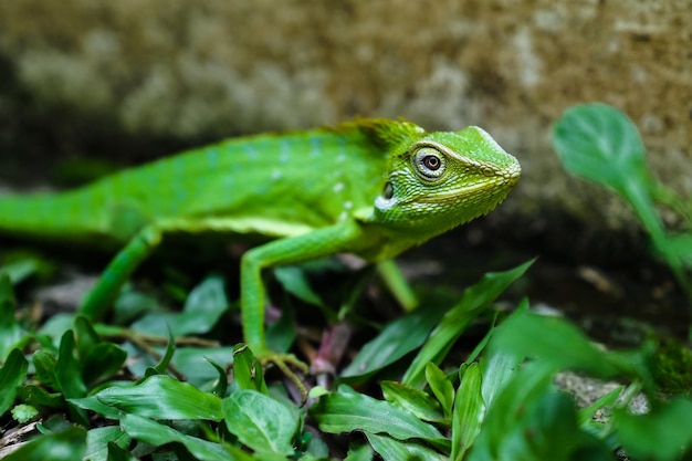 Een jonge kameleon geniet van de zon in de tuin