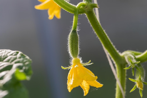 Een jonge kleine komkommer met een gele bloem op een tak groeit in een kas