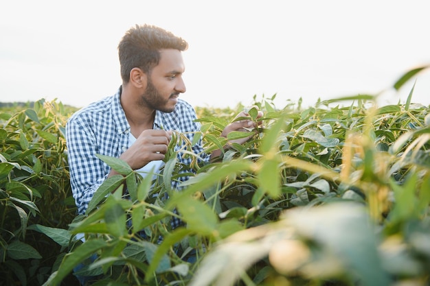 Een jonge, knappe Indiase agronoom werkt op een sojabonenveld en bestudeert het gewas