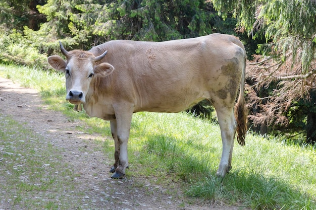 Een jonge koe die vrij in het bos graast