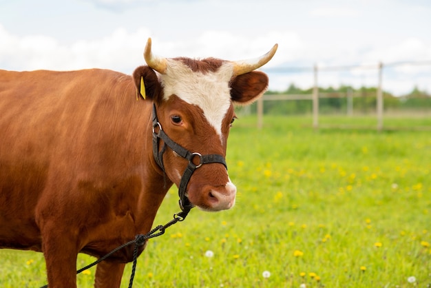 Een jonge koe graast op een groene weide.