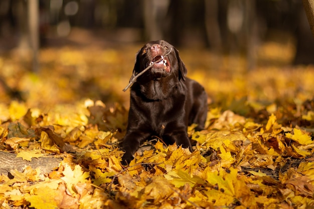 een jonge Labrador retriever hond van chocolade kleur ligt op gouden bladeren in het park in de herfst spelen