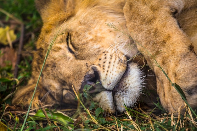 Een jonge leeuw slaapt met één oog open in het Nairobi Orphanage Kenya