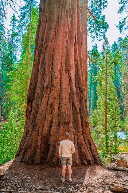 Foto een jonge man met een rugzak wandelt in het pittoreske sequoia national park usa