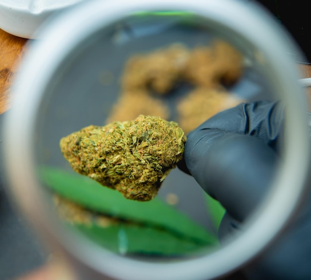 Een jonge man onderzoekt onder een vergrootglas de gewrichten en toppen van medicinale marihuana