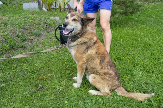 Een jonge man staat op het punt een grote hond in de deuropening te wassen