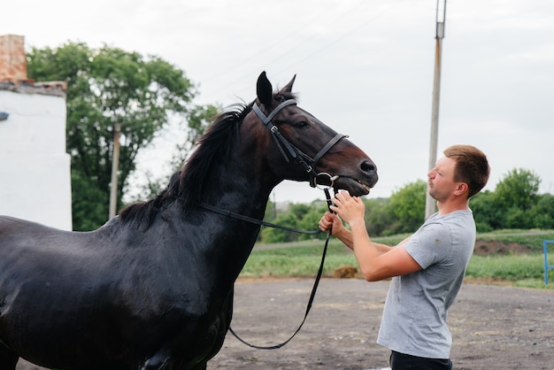 Een jonge man wast een volbloed paard met een slang op een zomerse dag op de ranch. Veeteelt en paardenfokkerij.