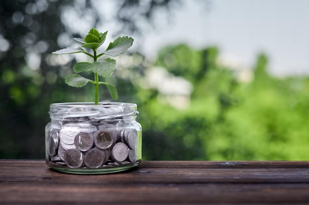 Een jonge plant in een glazen pot met munten als concept voor beleggen en sparen