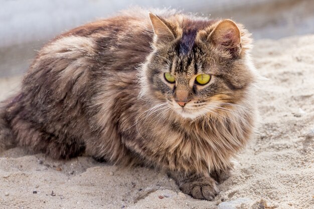 Een jonge pluizige kat zit bij zonnig weer op het zand