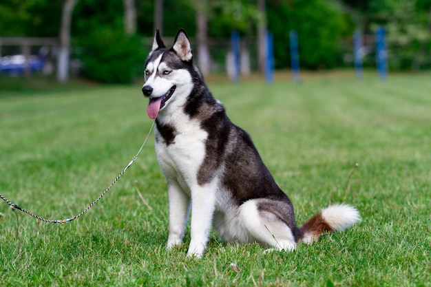 Een jonge Siberische husky reu zit op gedroogd gras.